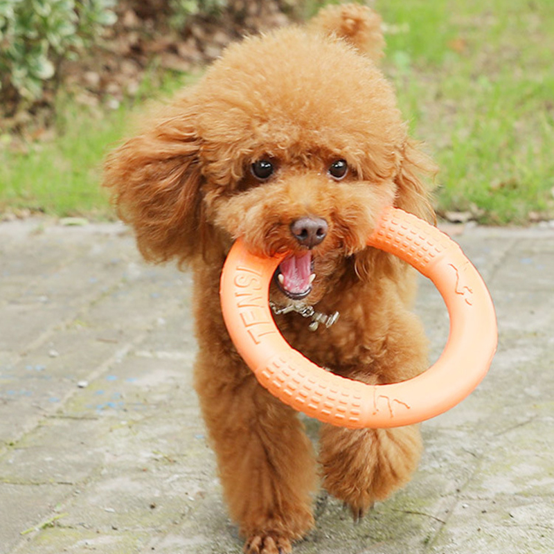 1 adet turuncu köpek oyuncakla - Flying Disc Dog Training Toy incelemesi ve fiyatı